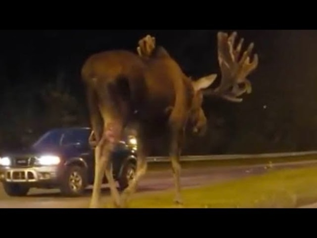 Backdate 1 Don’t 'moose' Around: Clip Of Moose Walking Down Road In Alaska Gets