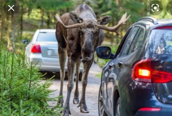 How Big Is A Moose Compared To A Car? Let’s Break It Down!