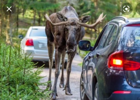 How Big Is A Moose Compared To A Car? Let’s Break It Down!